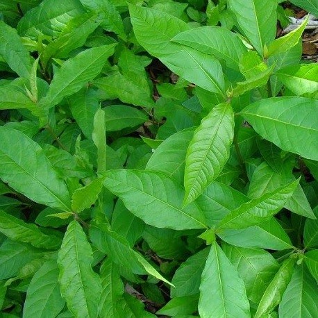 anamu-petiveria-alliacea-plant